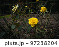 黄色いバラと曇り空 97238204