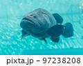 主魚 97238208