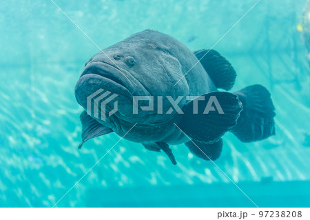主魚 主魚 97238208