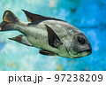 水族館の生き物 97238209
