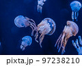 優雅に泳ぐクラゲ 97238210