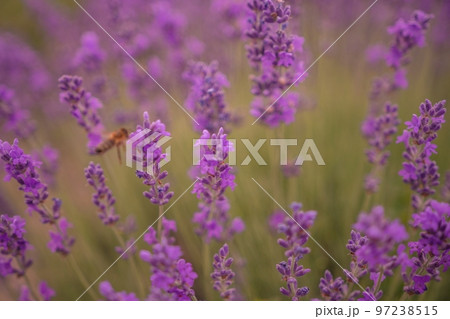 Close up Lavender flower blooming scented fields in endless rows on sunset. Selective focus on Bushes of Lavandula angustifolia purple aromatic flowers at lavender fields. Lavandula officinalis Close up Lavender flower blooming scented fields in endless rows on sunset. Selective focus on Bushes of Lavandula angustifolia purple aromatic flowers at lavender fields. Lavandula officinalis 97238515