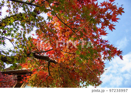 旧吉田茂邸と紅葉する葉 旧吉田茂邸と紅葉する葉 97238997