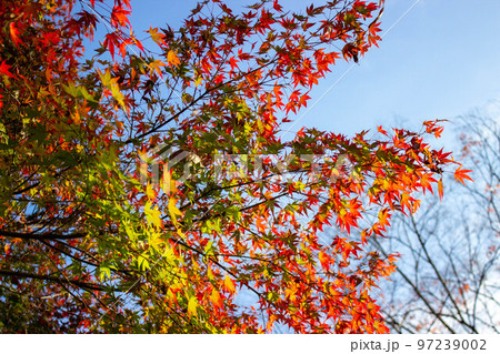 大磯城山公園 紅葉する葉 大磯城山公園 紅葉する葉 97239002