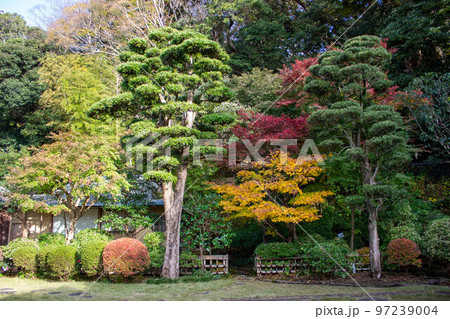 大磯城山公園の日本庭園　秋の紅葉 97239004