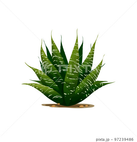 Sentry plant agave americana isolated cactus cartoon icon. Vector maguey or American aloe succulent flower growing in desert in sandy soil. Botanical herb exotic agave. Century plant medical aloe vera 97239486