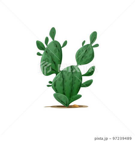 Prickly succulent cactus Opuntia chlorotica Cactaceae isolated dollarjoint prickly pear, flapjack growing in desert sand. Vector green cactus exotic century plant, maguey or American aloe flower Prickly succulent cactus Opuntia chlorotica Cactaceae isolated dollarjoint prickly pear, flapjack growing in desert sand. Vector green cactus exotic century plant, maguey or American aloe flower 97239489