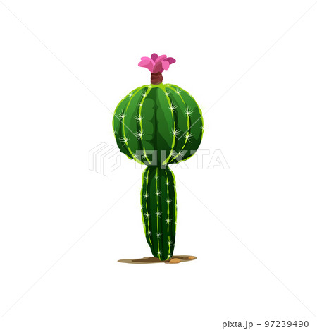 Cactus with pink flower blossom isolated prickly plant. Vector scandinavian or indian cacti, western opuntia tropical botanical cactus. Green mexican desert cactus cartoon succulent with spikes 97239490