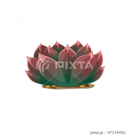 Plant pelmeri agave americana isolated cactus cartoon icon. Vector exotic agave flower, scandinavian succulent bush. Marginata purple agave. Century plant maguey, american aloe botanical cacti Plant pelmeri agave americana isolated cactus cartoon icon. Vector exotic agave flower, scandinavian succulent bush. Marginata purple agave. Century plant maguey, american aloe botanical cacti 97239492