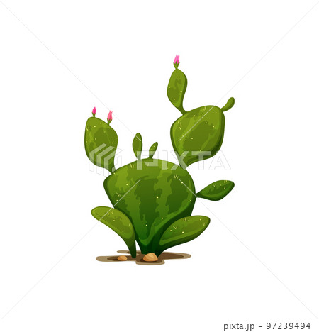 Mexican cactus, agave neglecta wild century plant isolated pelmeri americana with rounded leave and pink flowers. Vector cartoon botanical succulent with spikes grown in sand, exotic marginata cactus Mexican cactus, agave neglecta wild century plant isolated pelmeri americana with rounded leave and pink flowers. Vector cartoon botanical succulent with spikes grown in sand, exotic marginata cactus 97239494