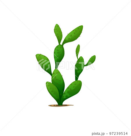 Cactus Mexican plant isolated opuntia cartoon pancake cacti, flapjack dollarjoint prickly cactus cartoon succulent plant. Vector exotic desert greenery decoration, botanical cacti flower with spikes 97239514