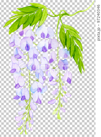 紫藤花水彩畫 97240346