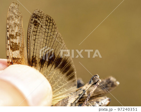 クルマバッタモドキの後翅を広げて見える模様 97240351