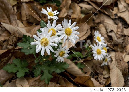 道端の枯れ葉の中に生えるノジギクの花 97240368