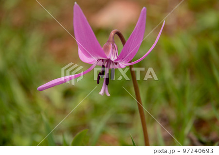 かぜに揺れるカタクリの花 かぜに揺れるカタクリの花 97240693