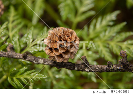 カワイイ松ぼっくり カワイイ松ぼっくり 97240695