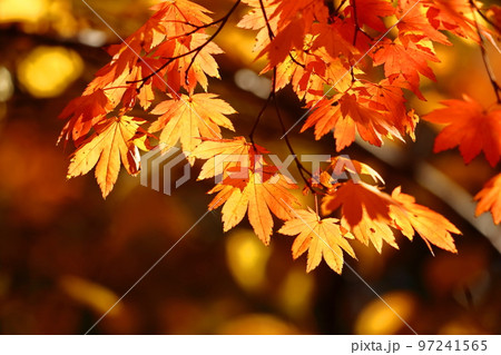 燃える秋 燃える秋 97241565