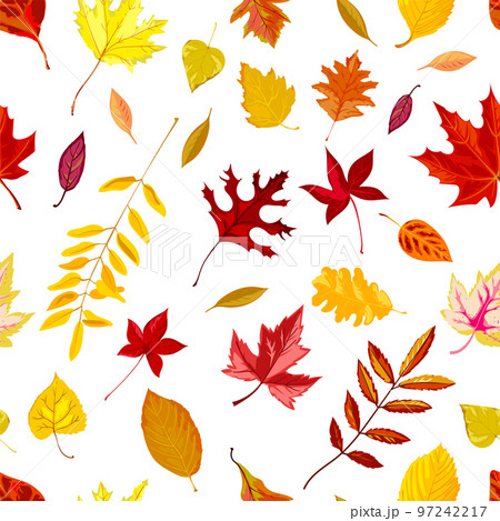 Autumn foliage, falling leaves of fall season vector Autumn foliage, falling leaves of fall season vector 97242217