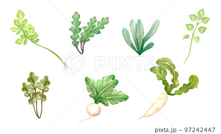 春の七草、せり・なずな・おぎょう（ごぎょう）・はこべら・ほとけのざ・すずな・すずしろの水彩風イラスト 97242447