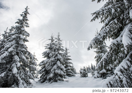 Winter landscape with snow on trees Winter landscape with snow on trees 97243072