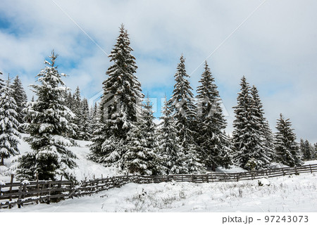 Snowy fir trees at winter Snowy fir trees at winter 97243073