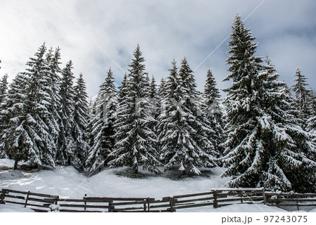 Winter landscape with snow on trees Winter landscape with snow on trees 97243075