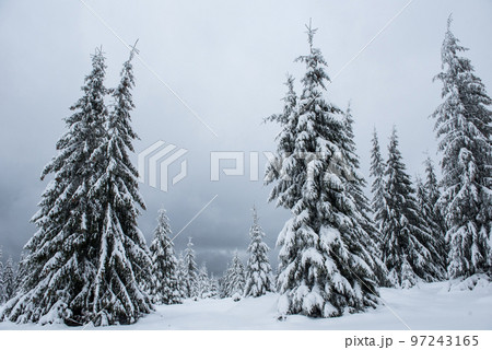 Christmas background, snow covered forest in winter 97243165