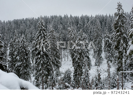 Fairy winter landscape with fir trees Fairy winter landscape with fir trees 97243241