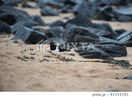 Eurasian oystercatcher (Haematopus ostralegus) bird, tjaldur in Iceland Eurasian oystercatcher (Haematopus ostralegus) bird, tjaldur in Iceland 97243591