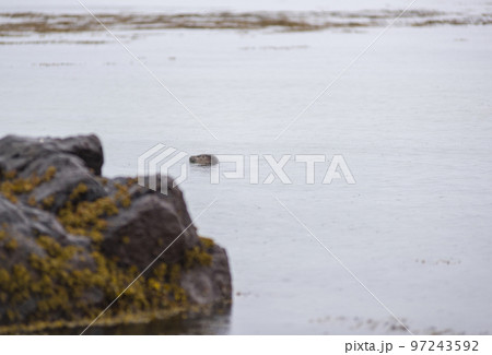 Harbour seal swimming in the coastal waters of Iceland 97243592
