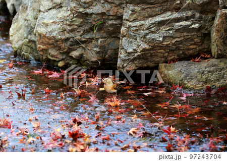 落葉と小鳥 97243704