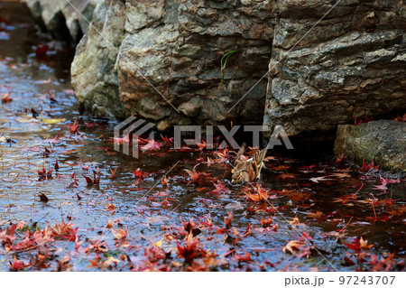 落葉と小鳥 97243707