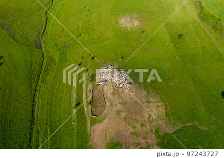 Aerial drone view of herd of sheep grazing in a meadow 97243727