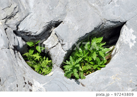 Plants in limestone hole 97243809