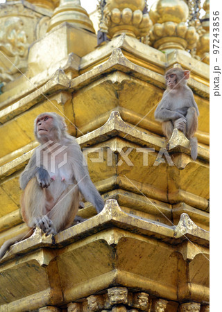 Two macaques on top of chorten in Swayambhunath, Kathmandu, Nepal 97243856