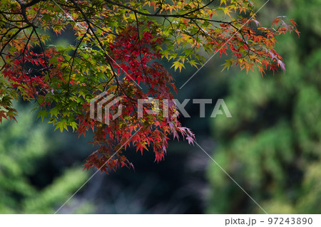 嵐山の紅葉 97243890