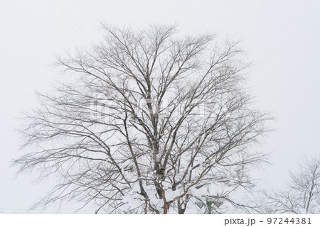北海道の雪景色 97244381