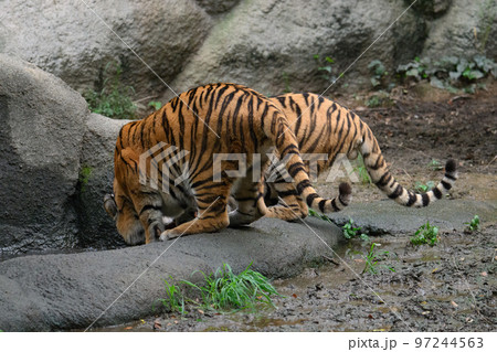 水を飲むアムールトラの兄弟 水を飲むアムールトラの兄弟 97244563