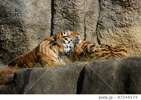 舐め合うアムールトラの兄弟 97244574