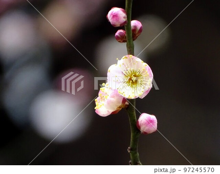 梅の花・思いのまま 97245570