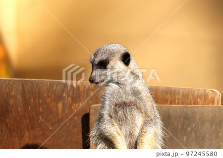 ミーアキャット 上尾丸山公園 埼玉県上尾市 ミーアキャット 上尾丸山公園 埼玉県上尾市 97245580
