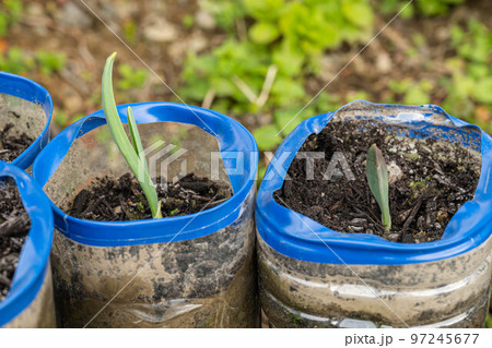 芽が出たニンニクのペットボトル栽培 芽が出たニンニクのペットボトル栽培 97245677