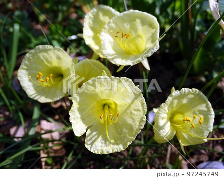 スイセン・ジュリアジェーン スイセン・ジュリアジェーン 97245749