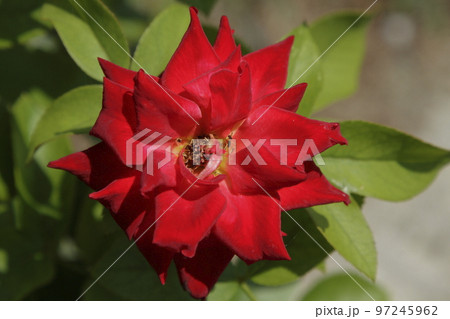 荒尾市　おもやい市民花壇　バラの花、 97245962