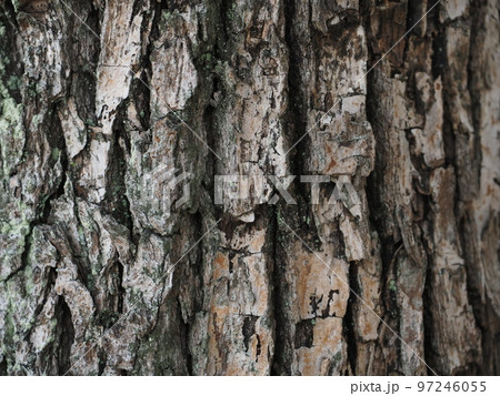樹皮の模様 樹皮の模様 97246055