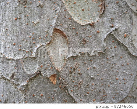樹皮の模様 樹皮の模様 97246056