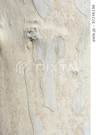 London plane London plane 97246196