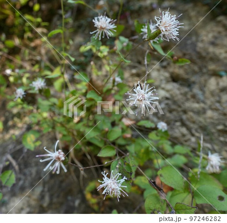秋に可憐に咲くコウヤボウキ 97246282