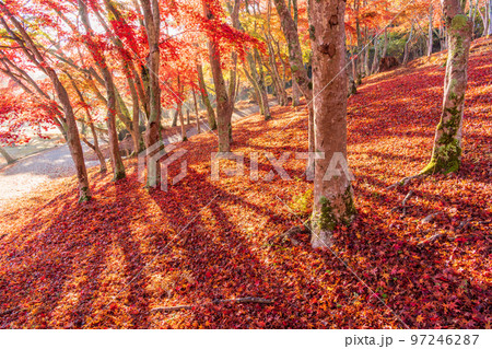 （静岡県）修善寺自然公園もみじ林　紅葉のカーペット 97246287