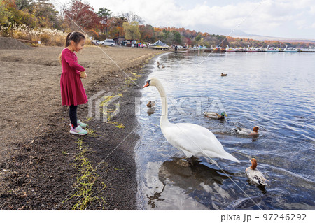 山中湖の白鳥とふれあう少女 山中湖の白鳥とふれあう少女 97246292
